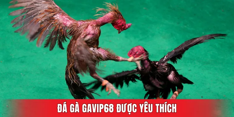 Đá gà GAVIP68 được nhiều người yêu thích