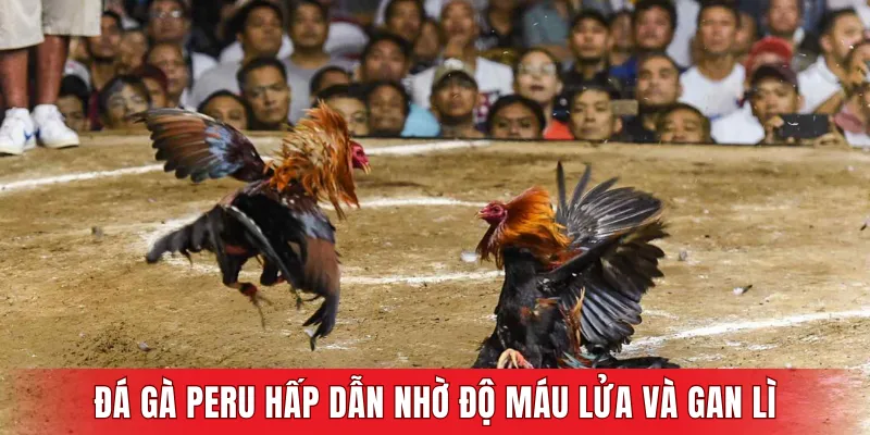 Đá gà Peru cực kỳ hấp dẫn nhờ độ máu lửa và gan lì