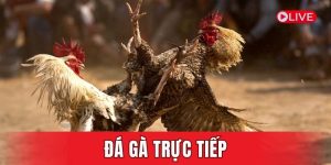 đá gà trực tiếp